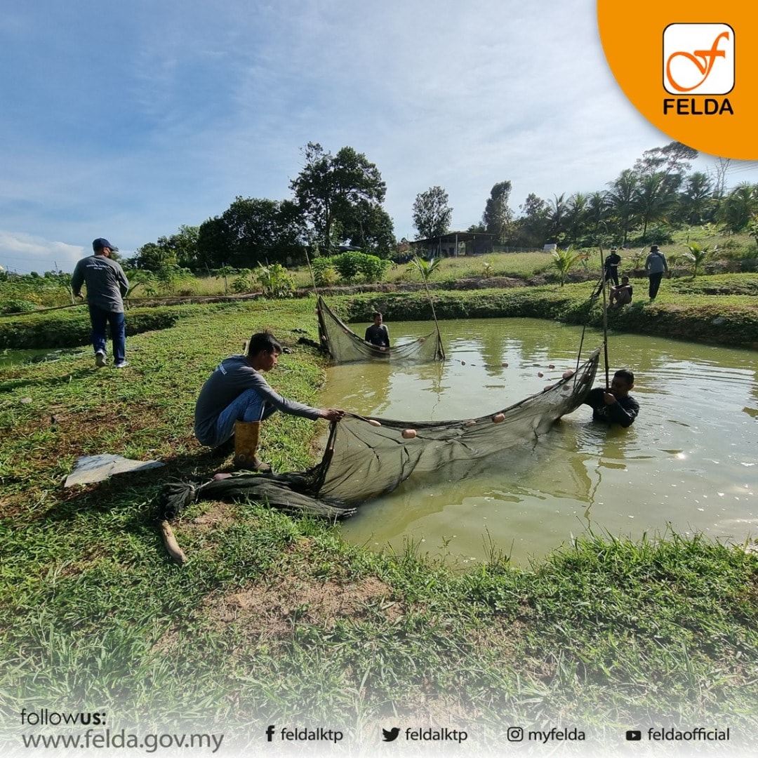 Tuaian pertama ternakan Ikan Tilapia melalui Program Pembangunan Peneroka PPP kategori Koperasi di FELDA Tenggaroh 2 Johor Bahrujpg