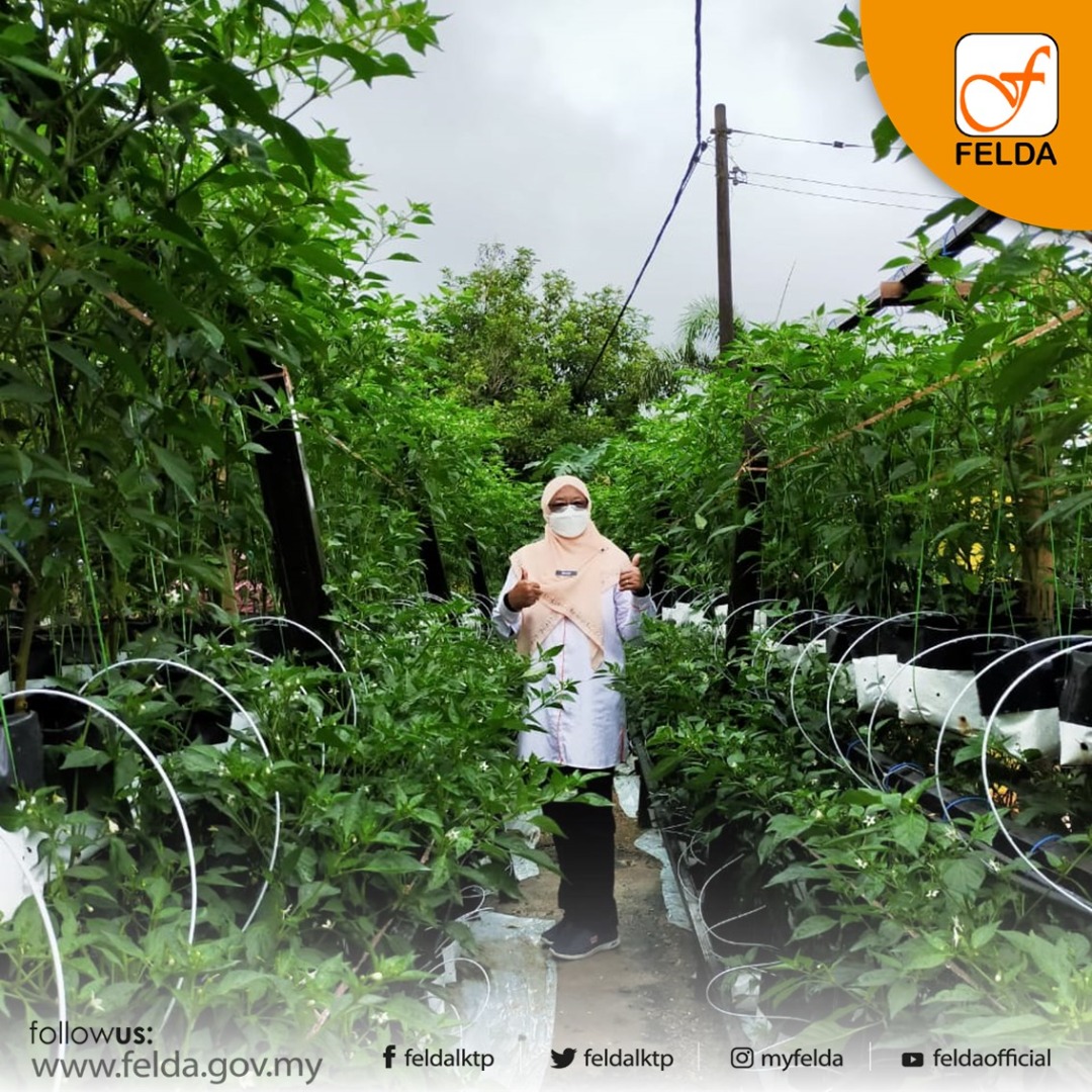 Felda Kursus Tanaman Cili Fertigasi Melalui Program Pembangunan